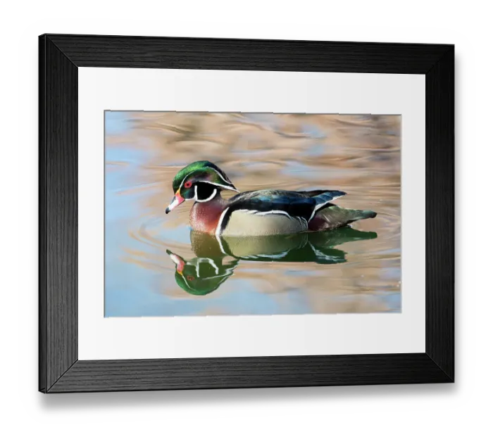 Framed Print : USA, New Mexico, Albuquerque. Male wood duck