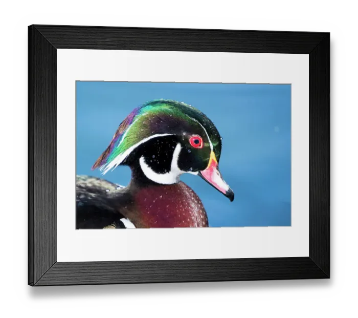 Framed Print : USA, New Mexico, Albuquerque. Male wood duck