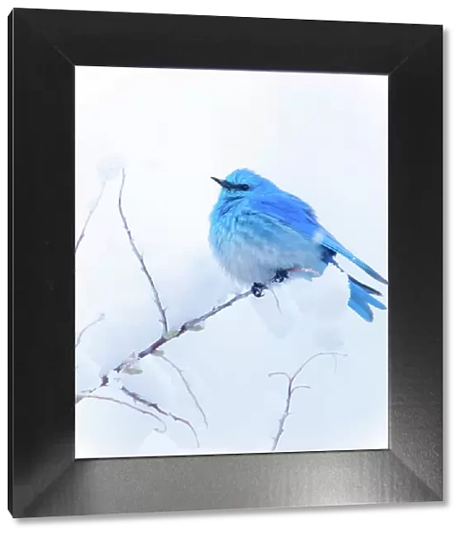 New Mexico. A portrait of a Mountain Bluebird on a branch in the snow