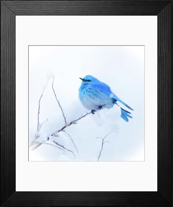 Framed Print : New Mexico. A portrait of a Mountain Bluebird on a branch in the snow Framed Print : New Mexico. A portrait of a Mountain Bluebird on a branch in the snow