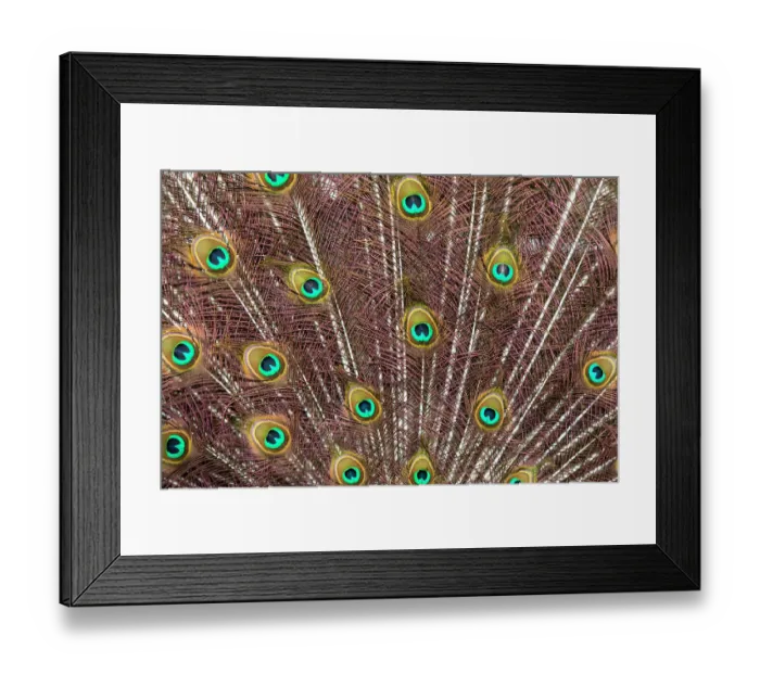 Framed Print : USA, Oregon, Tillamook. Peacock displaying tail feathers Framed Print : USA, Oregon, Tillamook. Peacock displaying tail feathers