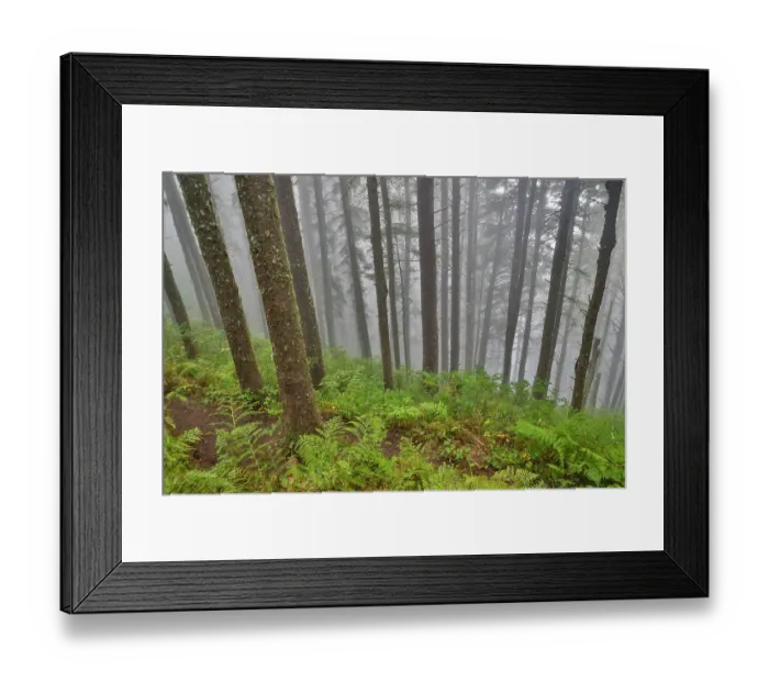 Framed Print : USA, Oregon. Lookout State Park with fog amongst Sitka spruce forest
