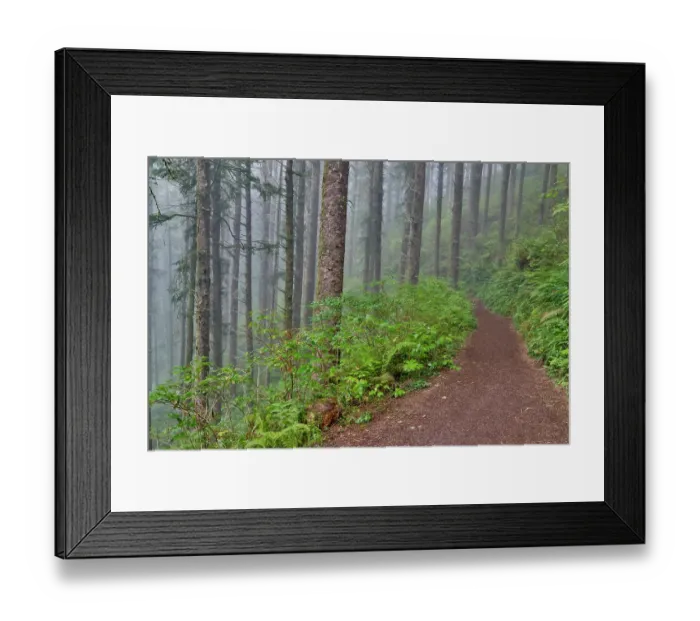 Framed Print : USA, Oregon. Lookout State Park trail with fog amongst Sitka spruce forest Framed Print : USA, Oregon. Lookout State Park trail with fog amongst Sitka spruce forest