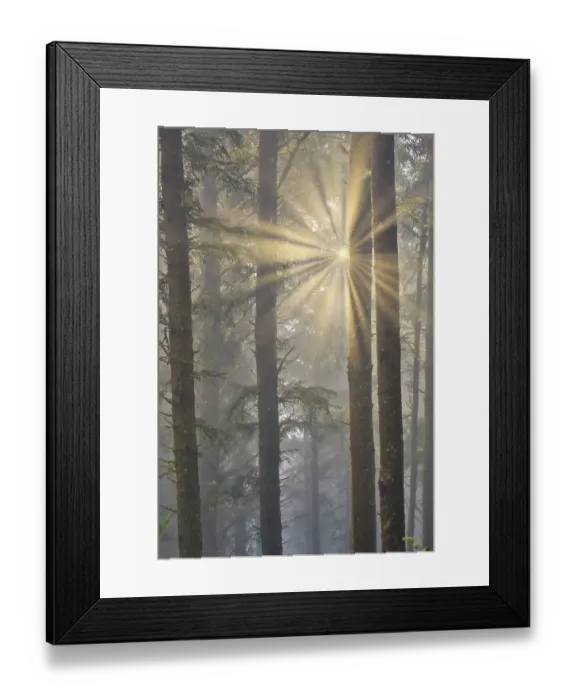 Framed Print : USA, Oregon. Lookout State Park with fog and sun breaking through amongst Sitka spruce forest Framed Print : USA, Oregon. Lookout State Park with fog and sun breaking through amongst Sitka spruce forest