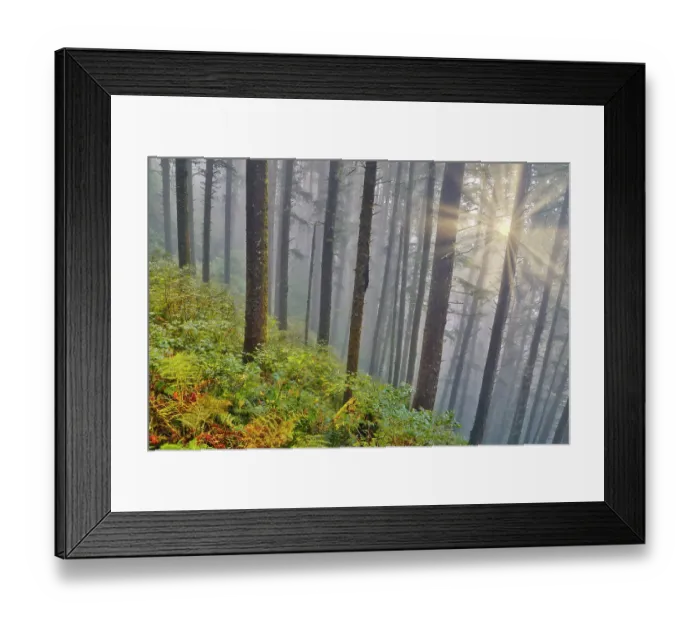 Framed Print : USA, Oregon. Lookout State Park with fog and sun breaking through amongst Sitka spruce forest Framed Print : USA, Oregon. Lookout State Park with fog and sun breaking through amongst Sitka spruce forest