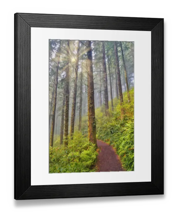 Framed Print : USA, Oregon. Lookout State Park trail with fog amongst Sitka spruce forest with sunrays Framed Print : USA, Oregon. Lookout State Park trail with fog amongst Sitka spruce forest with sunrays