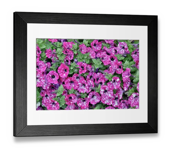 Framed Print : USA, Oregon. Cannon Beach planting of petunias Framed Print : USA, Oregon. Cannon Beach planting of petunias
