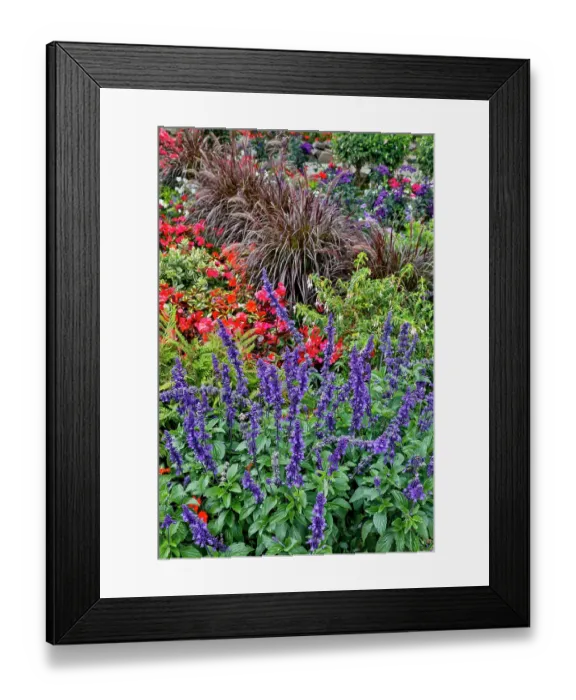 Framed Print : USA, Oregon. Cannon Beach Garden and path with Blue Salvia and reddish geraniums