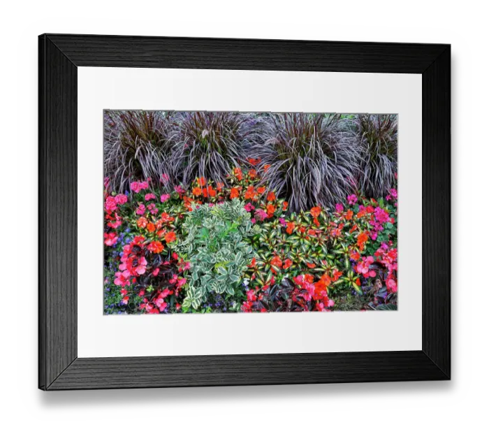 Framed Print : USA, Oregon. Cannon Beach Garden with orange New Guinea impatiens, grasses and reddish geraniums Framed Print : USA, Oregon. Cannon Beach Garden with orange New Guinea impatiens, grasses and reddish geraniums