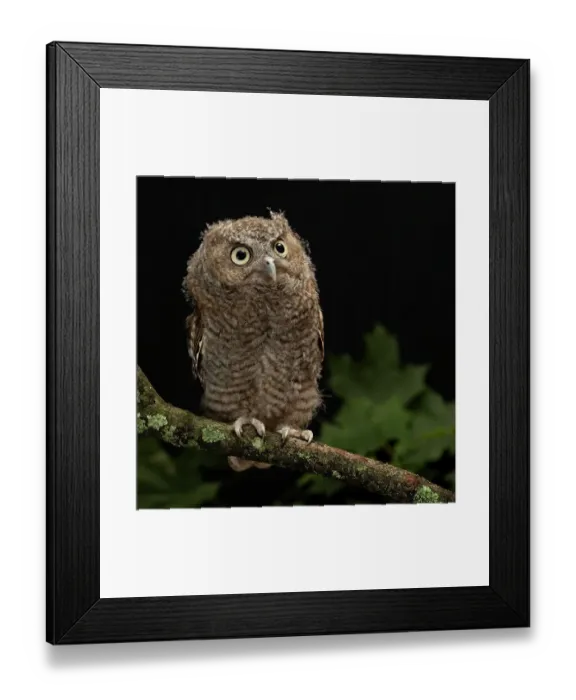 Framed Print : Eastern Screech-owl, Central Pennsylvania Framed Print : Eastern Screech-owl, Central Pennsylvania