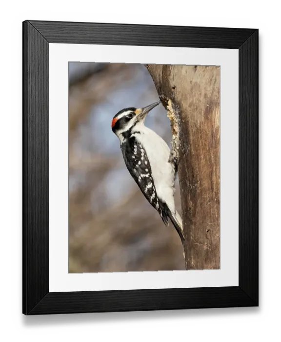 Framed Print : Hairy Woodpecker, Pennsylvania, USA Framed Print : Hairy Woodpecker, Pennsylvania, USA