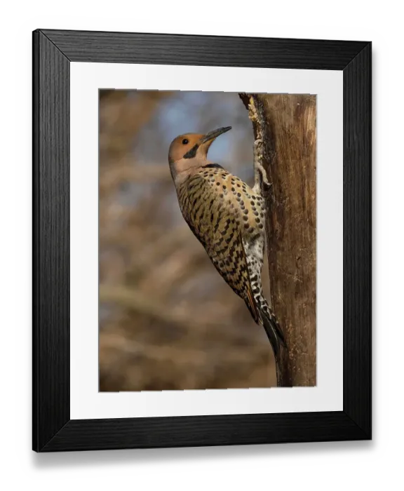 Framed Print : Northern Flicker, Pennsylvania, USA