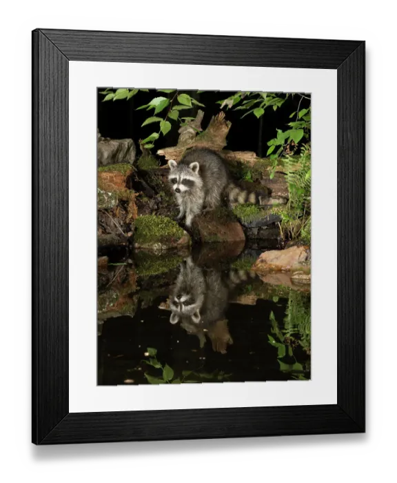 Framed Print : Raccoon, Pennsylvania, USA