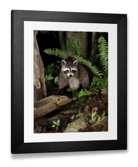 Framed Print : Raccoon, Pennsylvania, USA