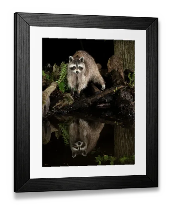 Framed Print : Raccoon, Pennsylvania, USA