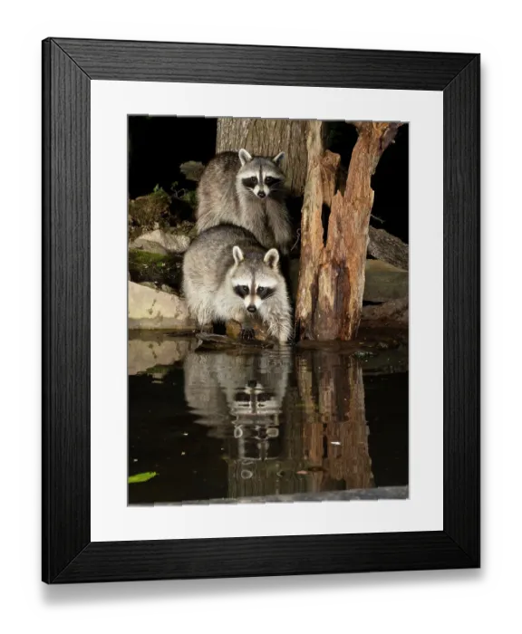 Framed Print : Raccoon, Pennsylvania, USA