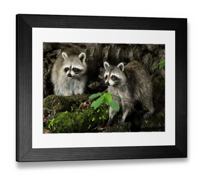 Framed Print : Raccoon, Pennsylvania, USA
