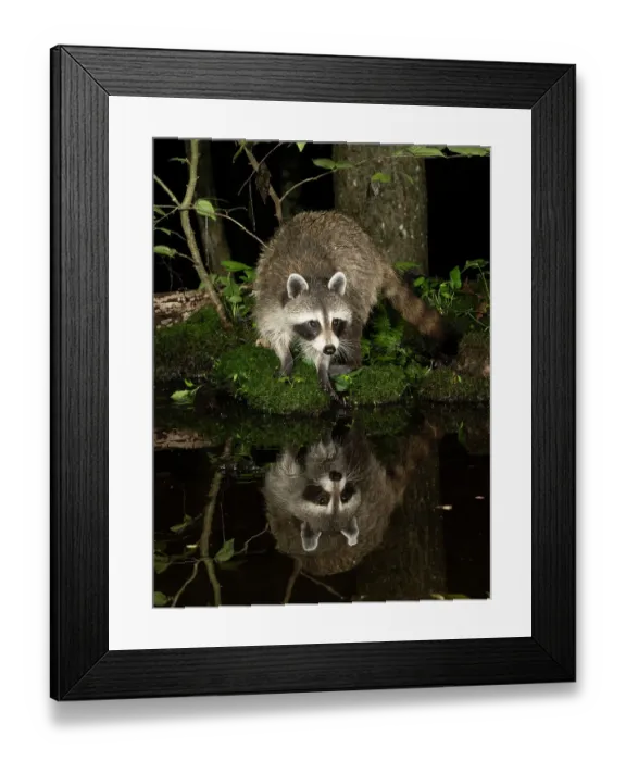 Framed Print : Raccoon, Pennsylvania, USA Framed Print : Raccoon, Pennsylvania, USA