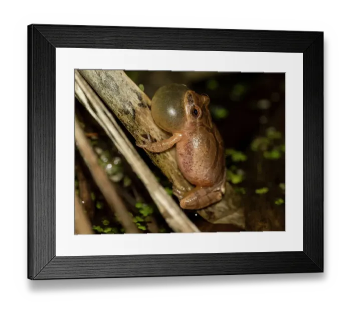 Framed Print : Spring peeper calling, Pennsylvania, USA Framed Print : Spring peeper calling, Pennsylvania, USA