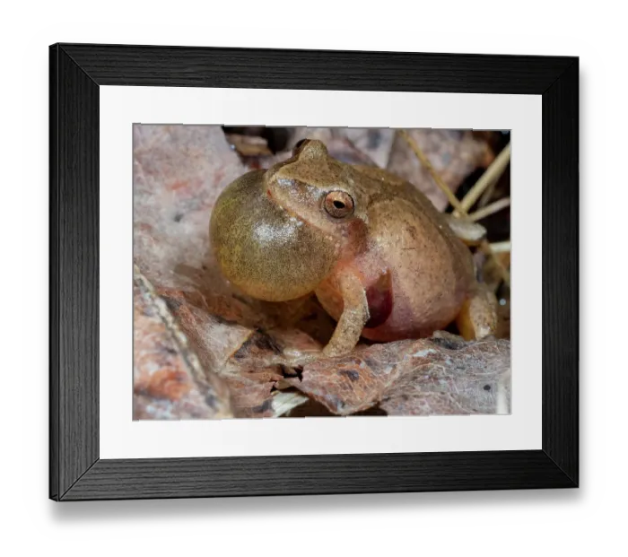 Framed Print : Spring peeper calling, Pennsylvania, USA Framed Print : Spring peeper calling, Pennsylvania, USA