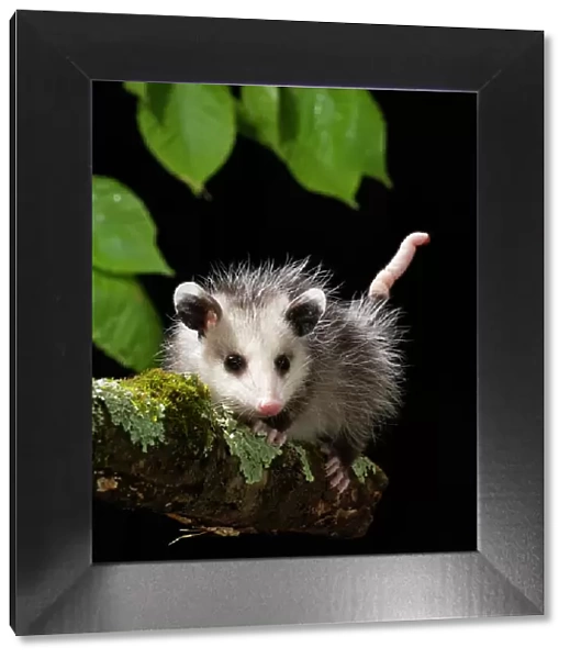Virginia Opossum, Pennsylvania, USA