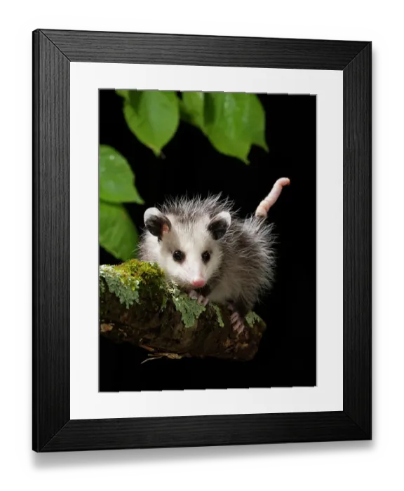 Framed Print : Virginia Opossum, Pennsylvania, USA Framed Print : Virginia Opossum, Pennsylvania, USA