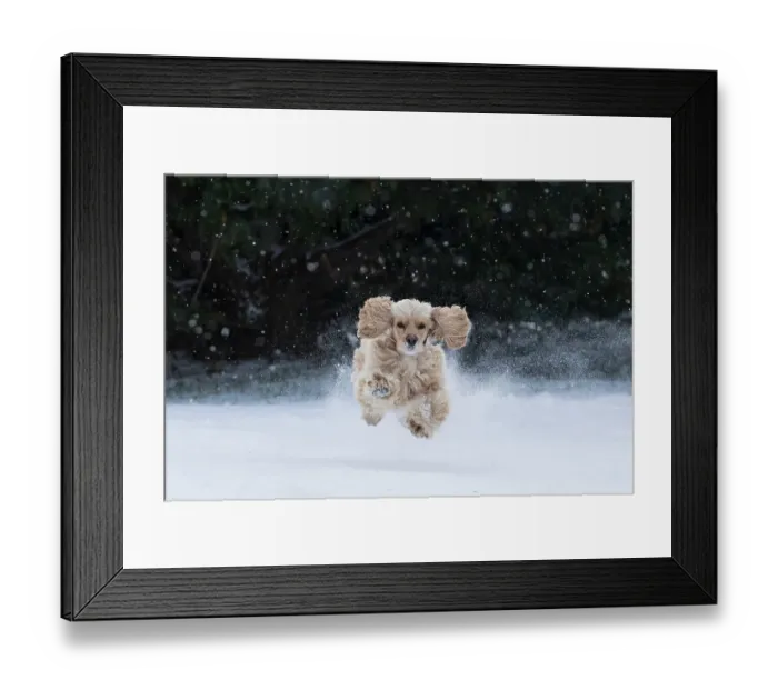 Framed Print : USA, Tennessee. Cocker spaniel running in the snow