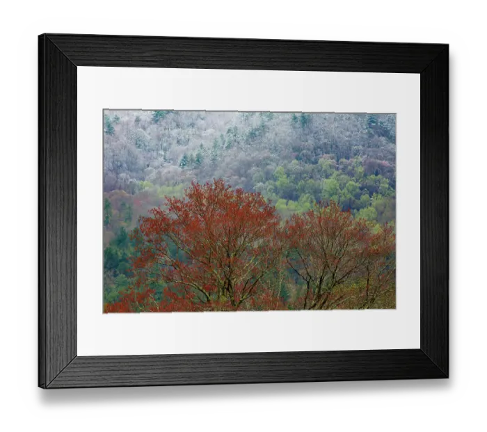 Framed Print : USA, Tennessee. Great Smoky Mountains National Park with late springtime snow Framed Print : USA, Tennessee. Great Smoky Mountains National Park with late springtime snow