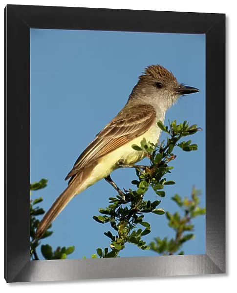 Brown-crested flycatcher on branch, South Texas, USA