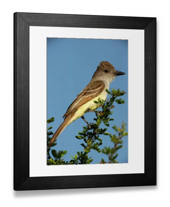 Framed Print : Brown-crested flycatcher on branch, South Texas, USA Framed Print : Brown-crested flycatcher on branch, South Texas, USA
