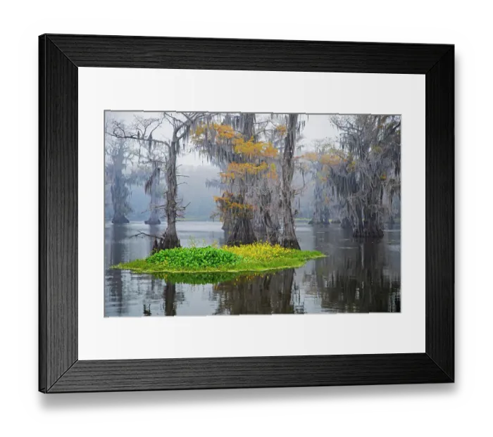 Framed Print : Caddo Lake morning Framed Print : Caddo Lake morning