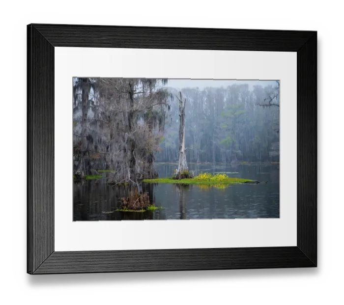 Framed Print : Caddo Lake morning Framed Print : Caddo Lake morning