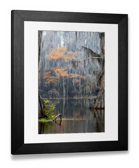 Framed Print : Caddo Lake, Texas