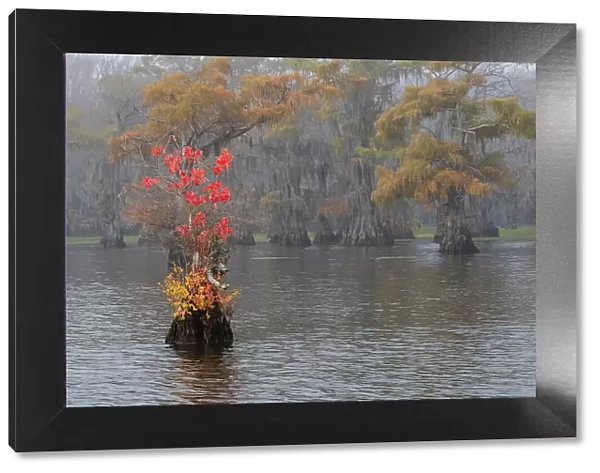 Caddo Lake, Texas with Chinese tallow in fall color
