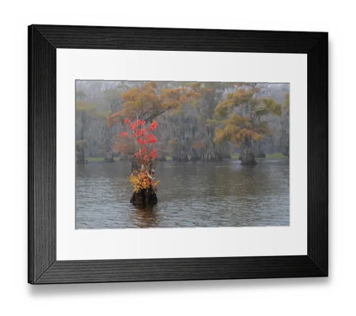 Framed Print : Caddo Lake, Texas with Chinese tallow in fall color Framed Print : Caddo Lake, Texas with Chinese tallow in fall color