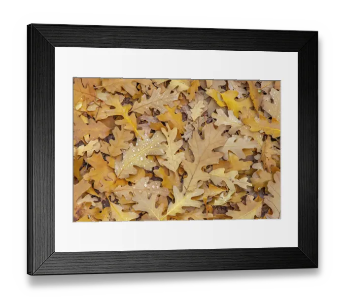 Framed Print : USA, Utah, Calf Creek Recreation Area. Dew on fallen oak leaves Framed Print : USA, Utah, Calf Creek Recreation Area. Dew on fallen oak leaves