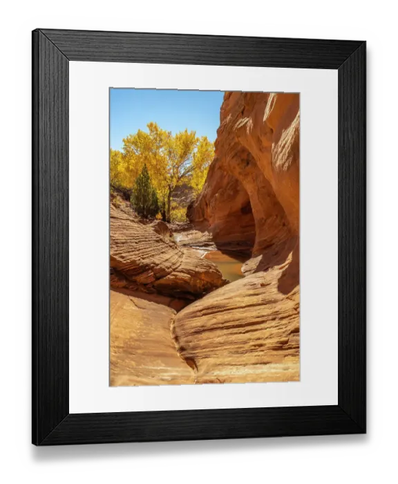Framed Print : USA, Utah, Grand Staircase Escalante National Monument. Harris Wash and cottonwood tree in fall