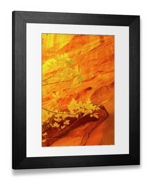 Framed Print : USA, Utah, Grand Staircase Escalante National Monument. Close-up of rock face and branches