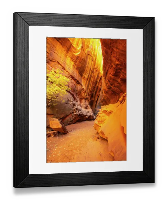 Framed Print : USA, Utah, Grand Staircase Escalante National Monument. Canyon trail and tree in Escalante River Basin Framed Print : USA, Utah, Grand Staircase Escalante National Monument. Canyon trail and tree in Escalante River Basin