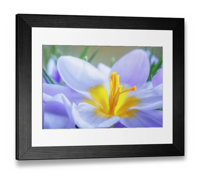 Framed Print : USA, Washington State, Seabeck. Crocus blossoms in spring Framed Print : USA, Washington State, Seabeck. Crocus blossoms in spring