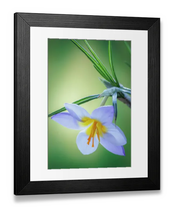 Framed Print : USA, Washington State, Seabeck. Crocus blossom in spring Framed Print : USA, Washington State, Seabeck. Crocus blossom in spring