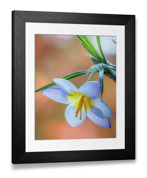 Framed Print : USA, Washington State, Seabeck. Crocus blossom in spring Framed Print : USA, Washington State, Seabeck. Crocus blossom in spring
