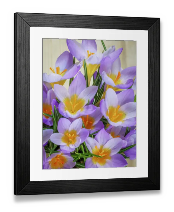 Framed Print : USA, Washington State, Seabeck. Crocus blossoms in spring Framed Print : USA, Washington State, Seabeck. Crocus blossoms in spring
