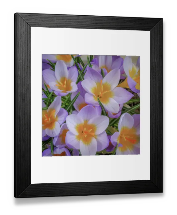 Framed Print : USA, Washington State, Seabeck. Crocus blossoms in spring
