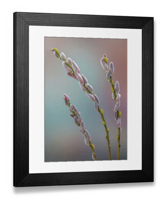 Framed Print : USA, Washington State, Seabeck. Dew-covered pussy willows
