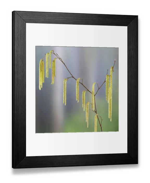 Framed Print : USA, Washington State, Seabeck. Pollen-producing male parts of beaked hazelnut catkin plant Framed Print : USA, Washington State, Seabeck. Pollen-producing male parts of beaked hazelnut catkin plant