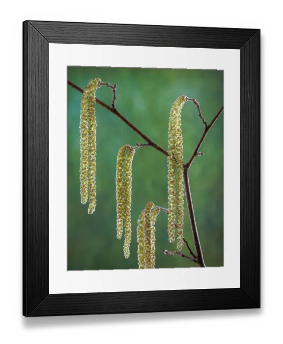 Framed Print : USA, Washington State, Seabeck. Pollen-producing male parts of beaked hazelnut catkin plant Framed Print : USA, Washington State, Seabeck. Pollen-producing male parts of beaked hazelnut catkin plant