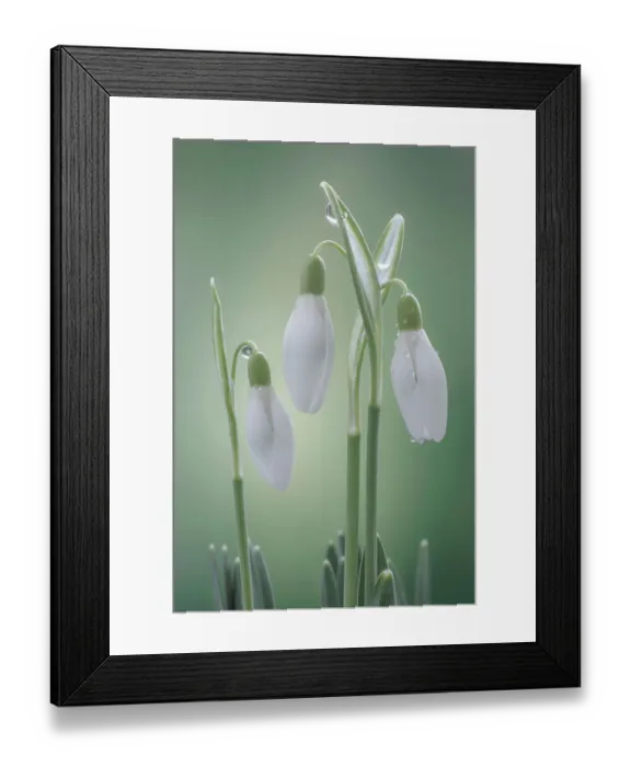 Framed Print : USA, Washington State, Seabeck. Buds of snowdrop flowers Framed Print : USA, Washington State, Seabeck. Buds of snowdrop flowers