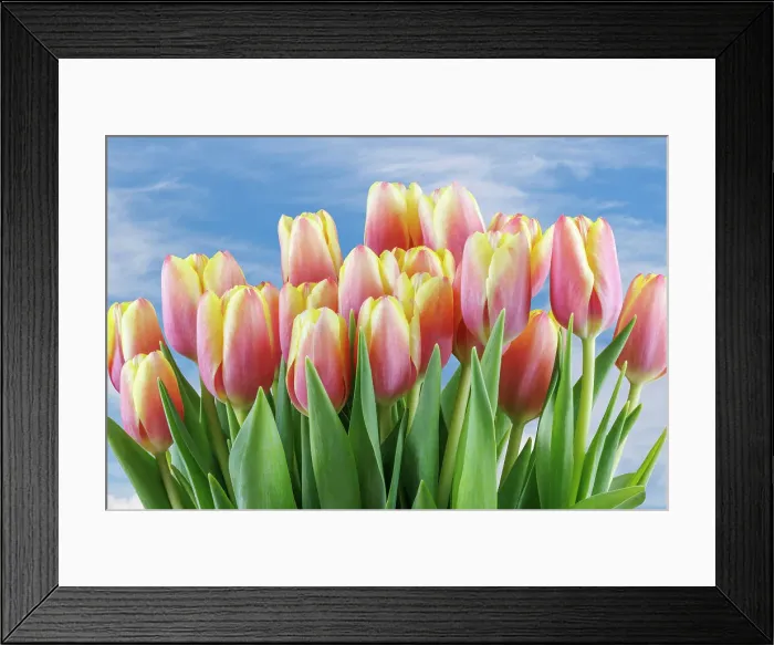 Framed Print : USA, Washington State, Seabeck. Red and yellow tulips in bloom Framed Print : USA, Washington State, Seabeck. Red and yellow tulips in bloom