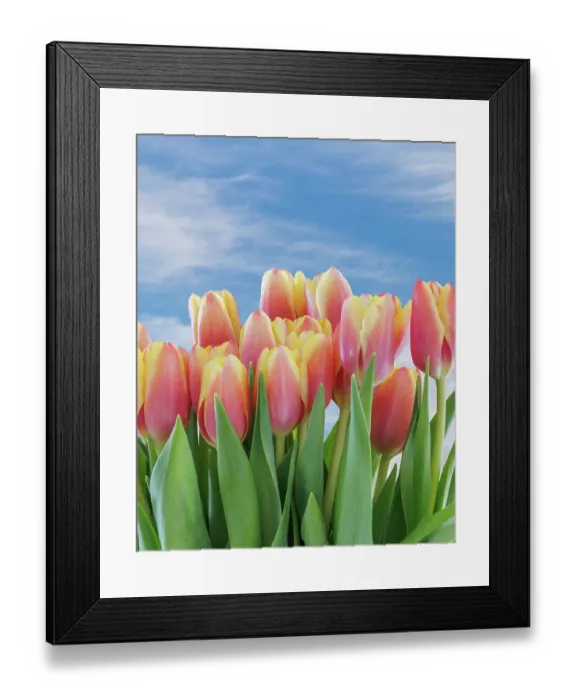 Framed Print : USA, Washington State, Seabeck. Red and yellow tulips in bloom Framed Print : USA, Washington State, Seabeck. Red and yellow tulips in bloom